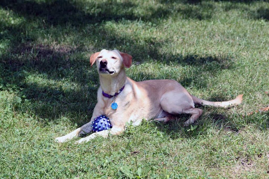Dog Playing Ball