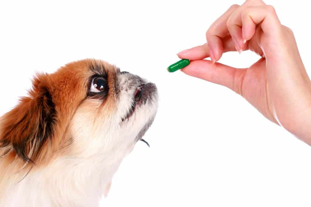 Dog Supplements