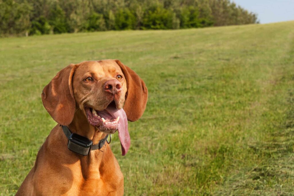 Dog Training Collar