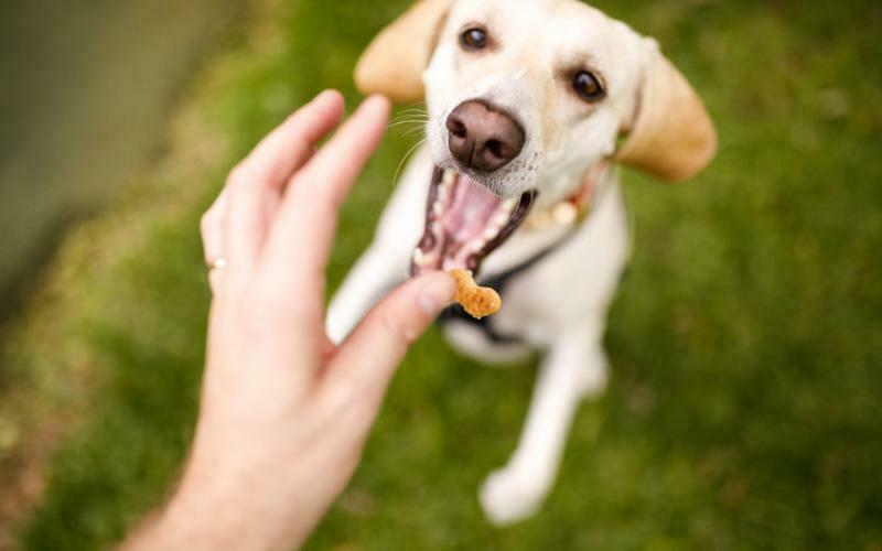 Dog Treats For Dogs