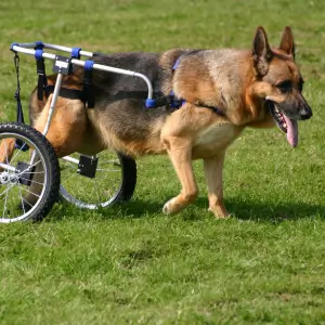German Shepherd in dog wheelchair.