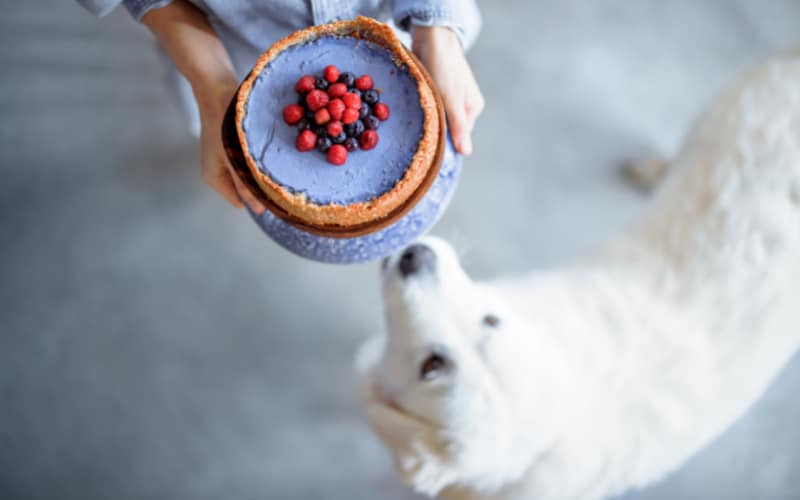Dog With Cheesecake