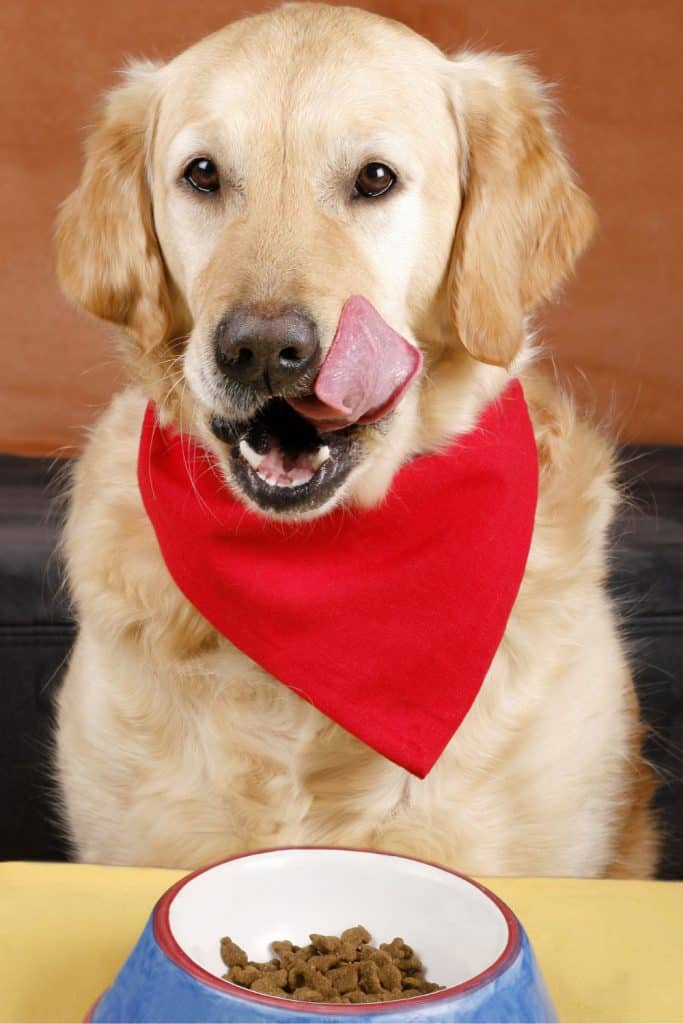Dogs Will Eat With You. A great reason on the list ofd reasons why dogs are better than cats.