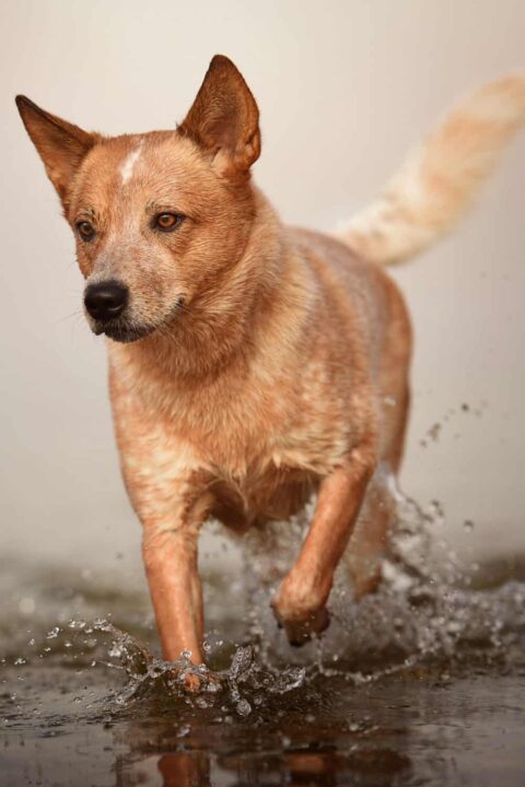 Dorgi Hybrid Breed
