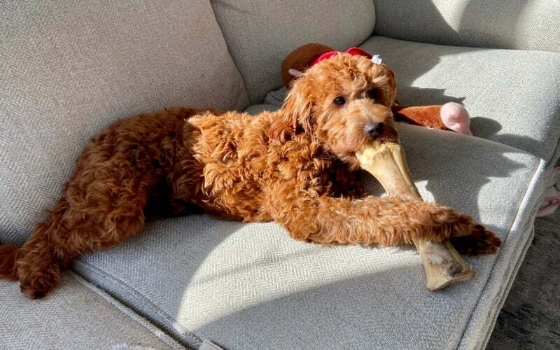 Double Doodle Rescue