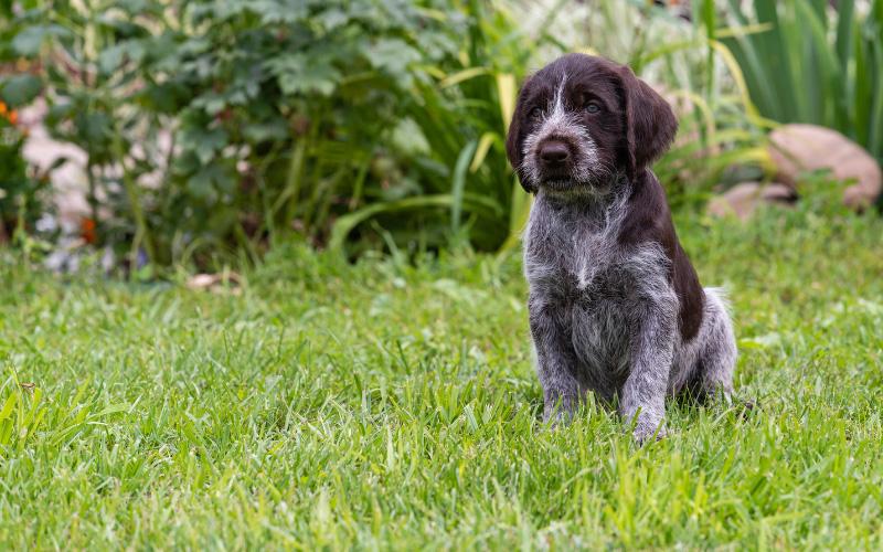 Drahthaar Puppy For Sale