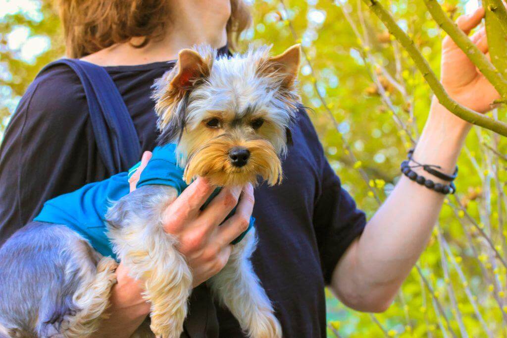 Emotional Support Yorkie