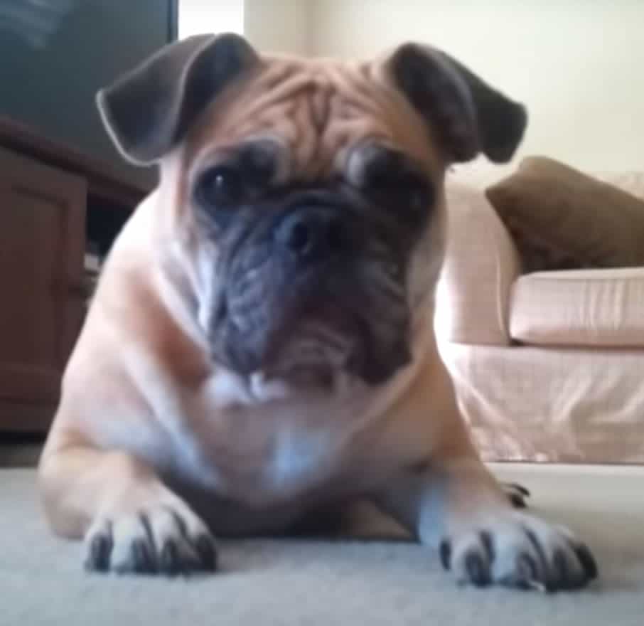 English Bulldog Pug Mix