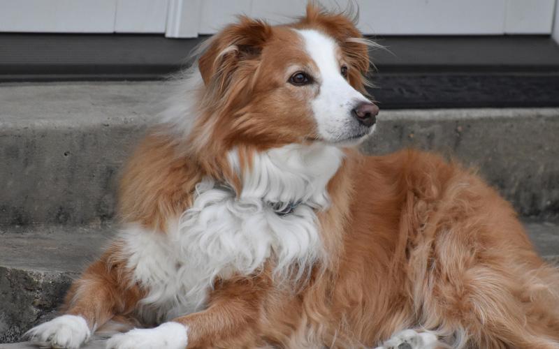 English Shepherd Puppy For Sale
