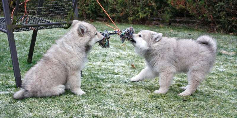 Eurasier Adoption