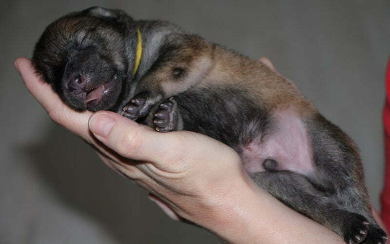 Eurasier Puppy For Sale