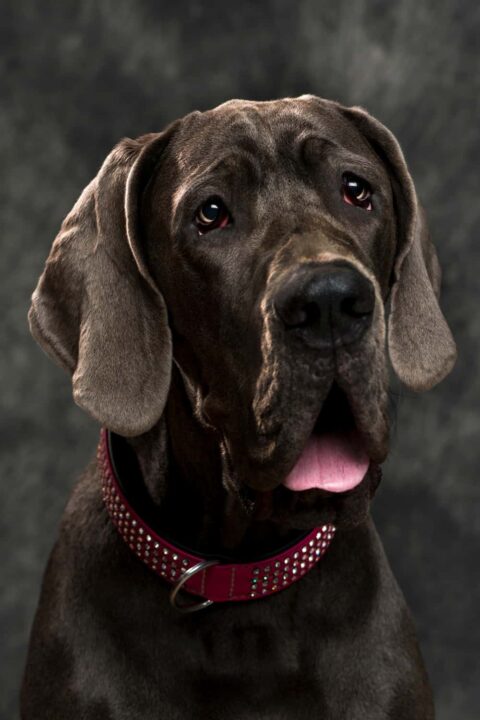 European Great Dane