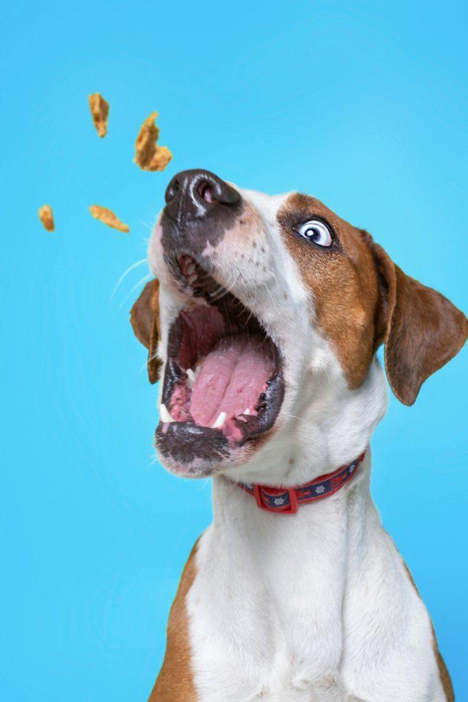 Facts About Dog Treats