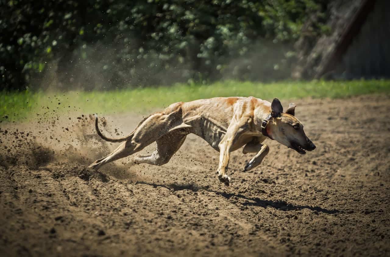 Fastest Dog Breed in the World - Greyhound