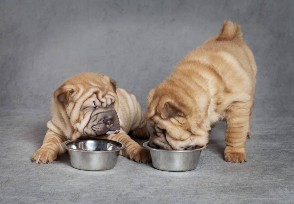 How to Fatten Up Dog