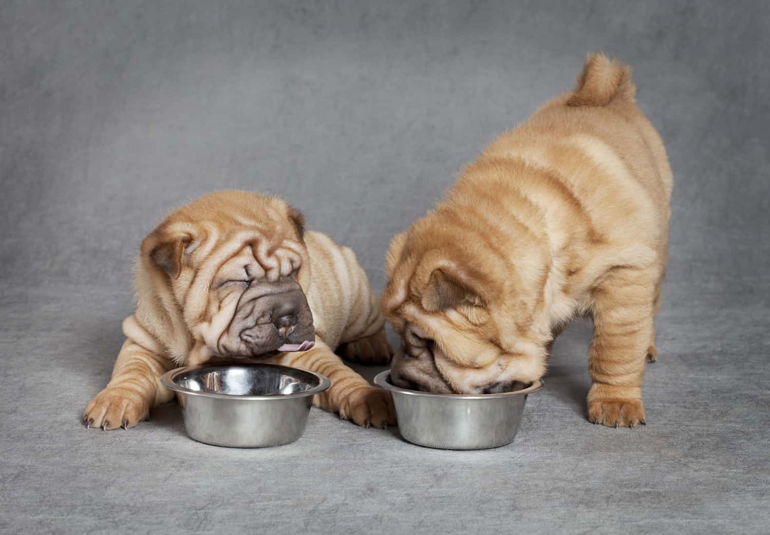 How to Fatten Up Dog