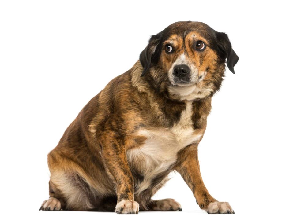 Fear Aggression In Dogs