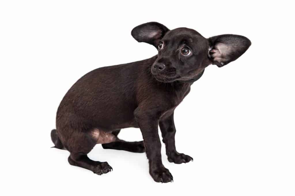 Fear Based Aggression In Dogs