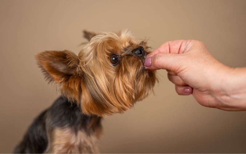 Feeding A Yorkie