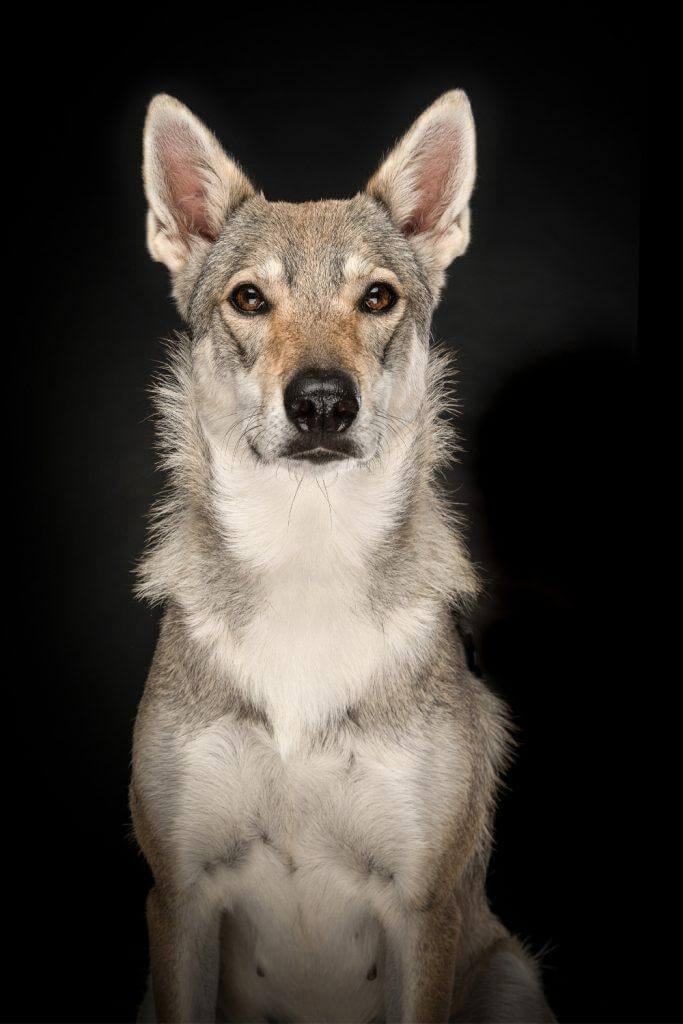 Female Tamaskan