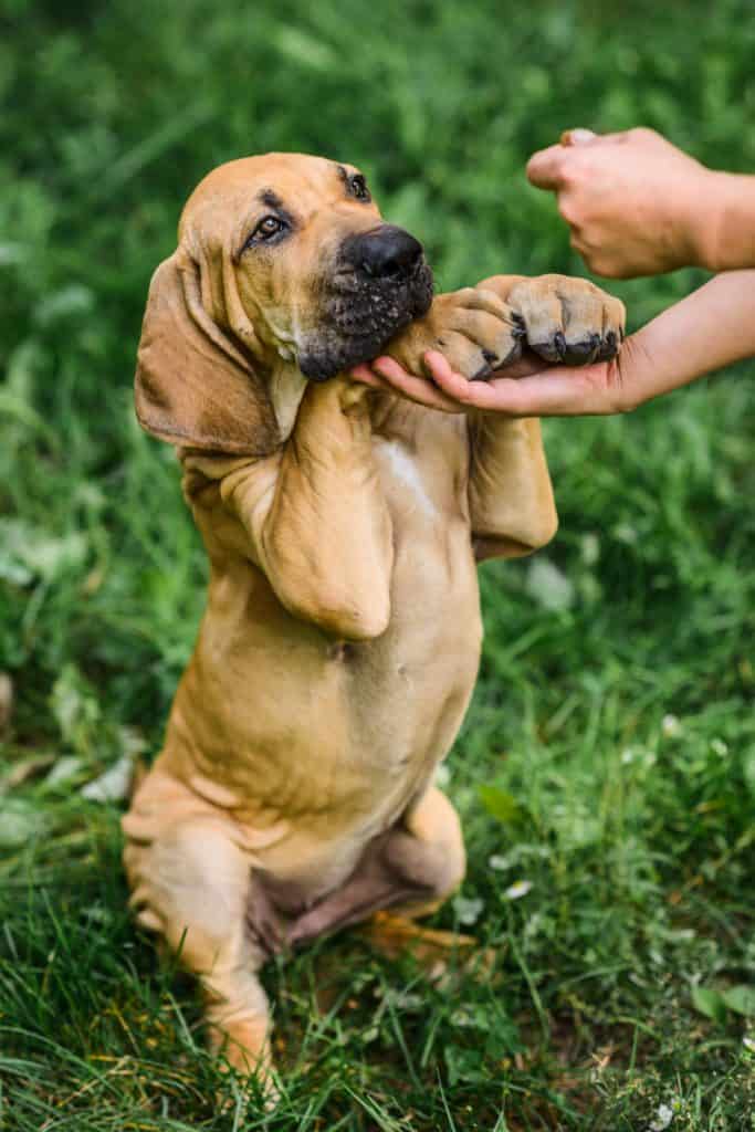 Fila Brasileiro Puppy