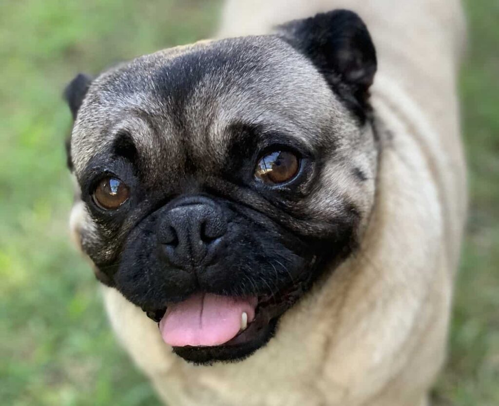 Fly Ear Pug