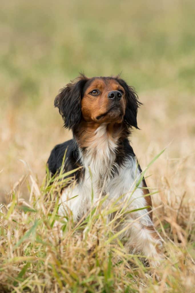 French Brittany Rescue