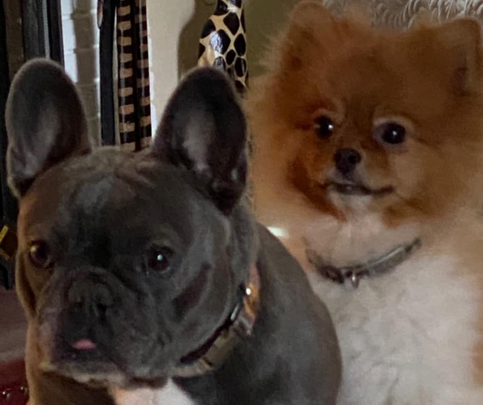 French Bulldog And Pomeranian Together