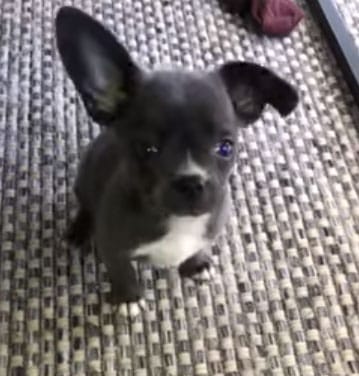 French Bulldog Chihuahua Mix