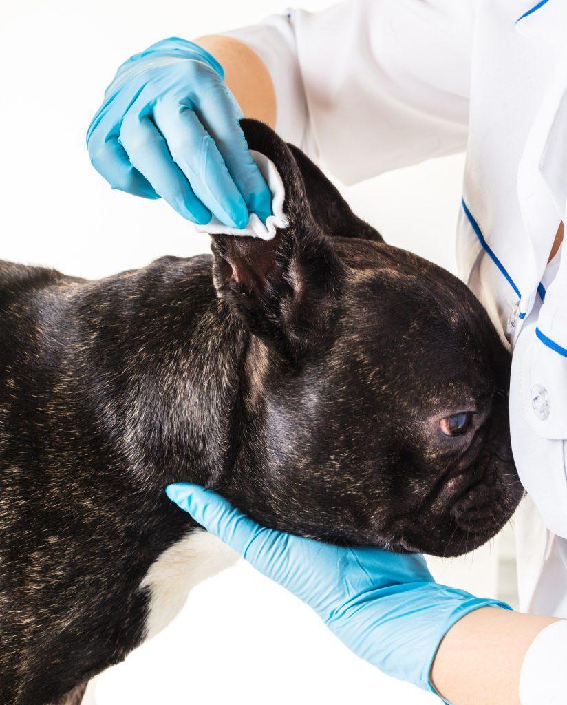 French Bulldog Ears Cleaned