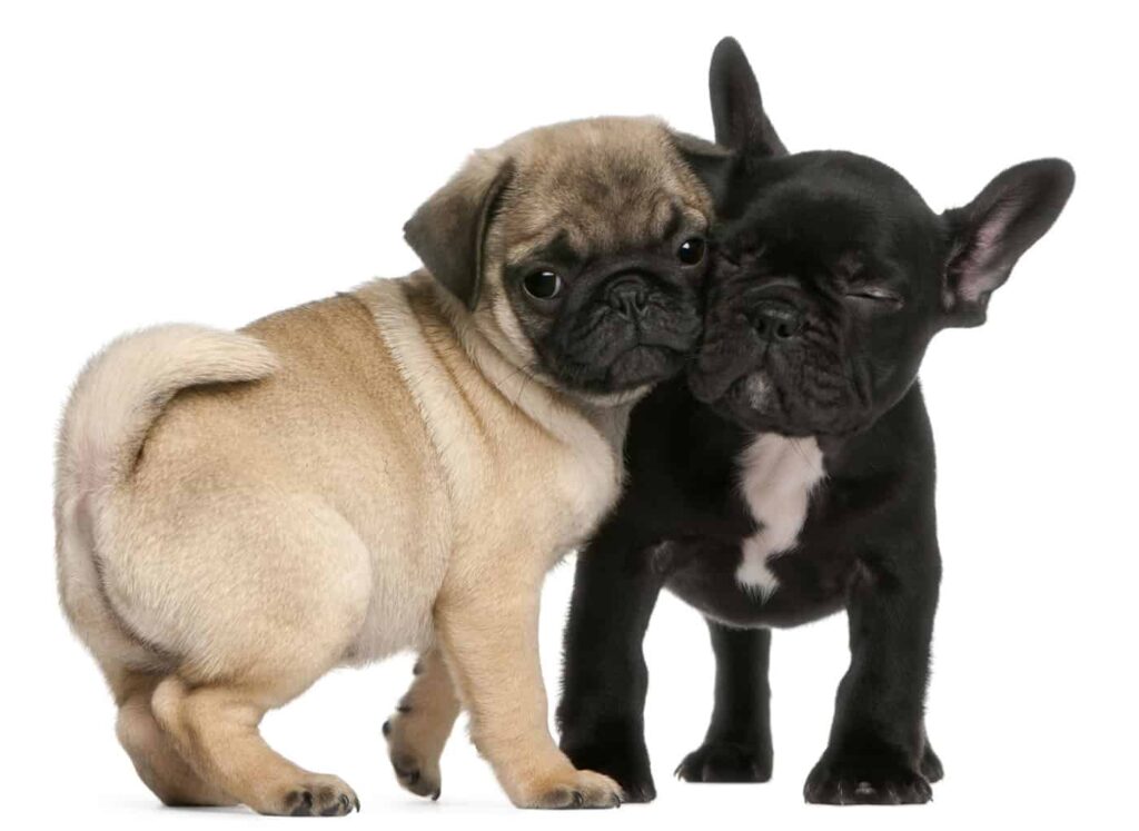 French Bulldog and Pug
