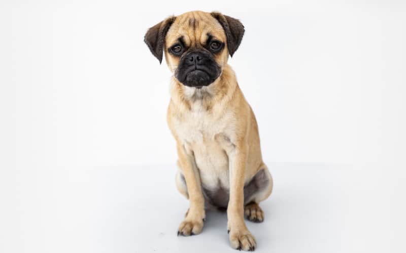 French Bulldog Pug Mix