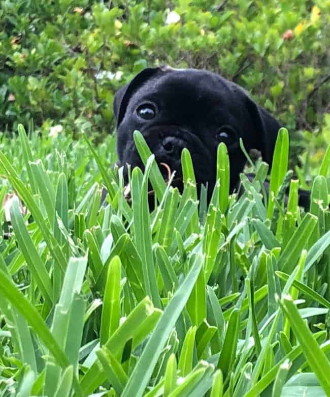 French Bulldog Pug Mix Puppy