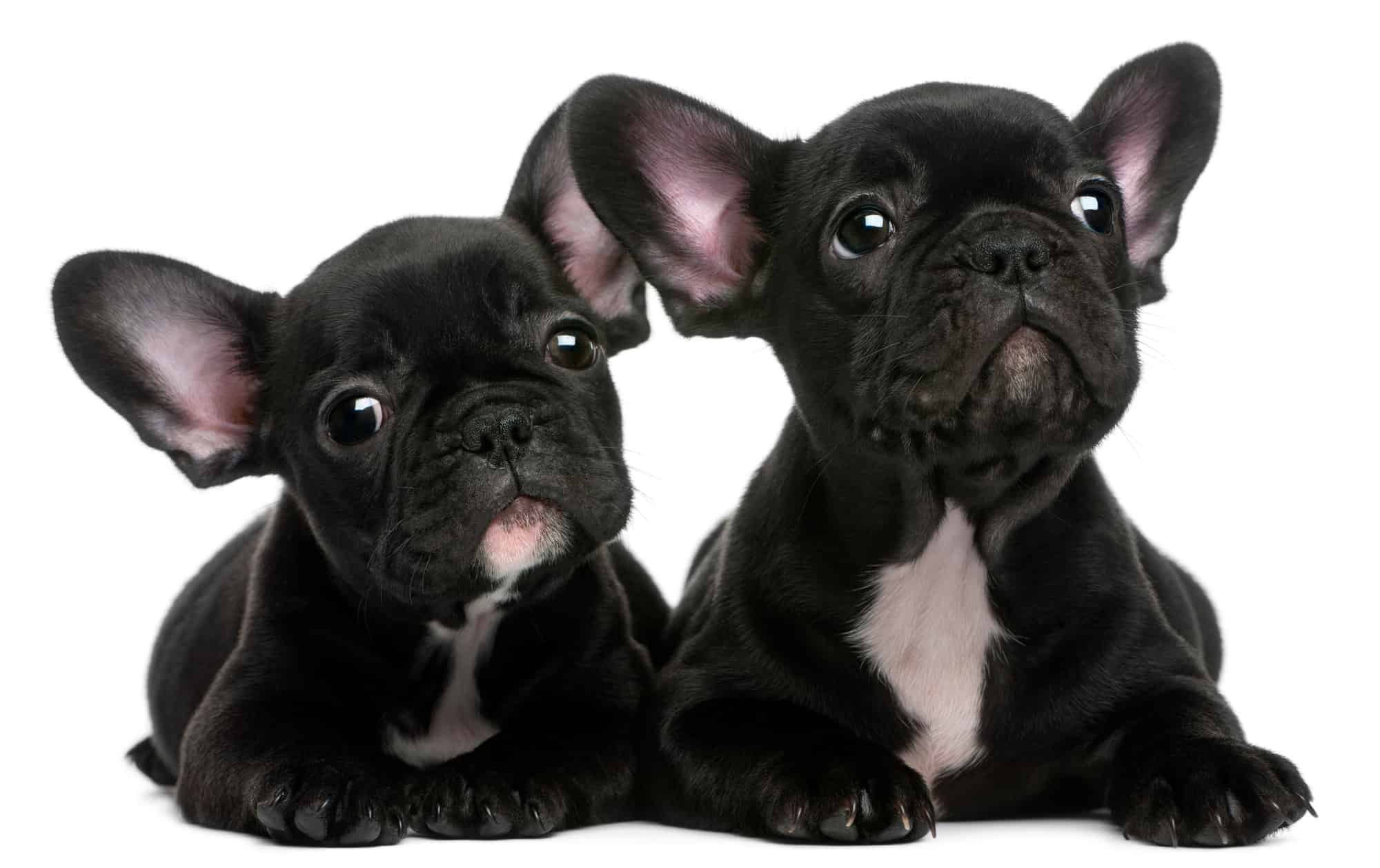 French Bulldog Puppy