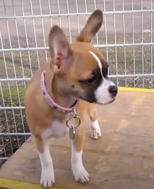 French Bulldog Chihuahua Mix