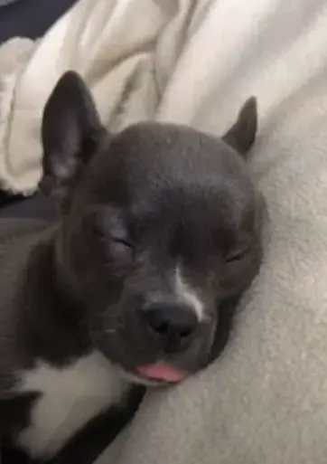 French Bulldog Chihuahua Mix sleeping with its little tongue out.