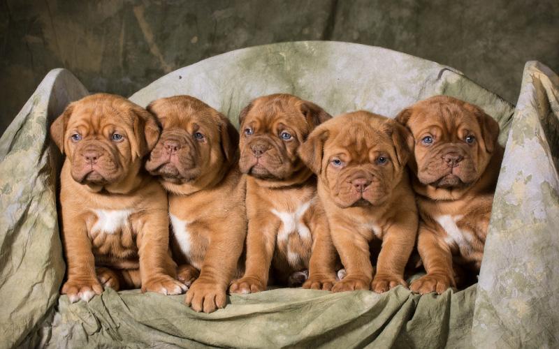 French Mastiff Puppy For Sale