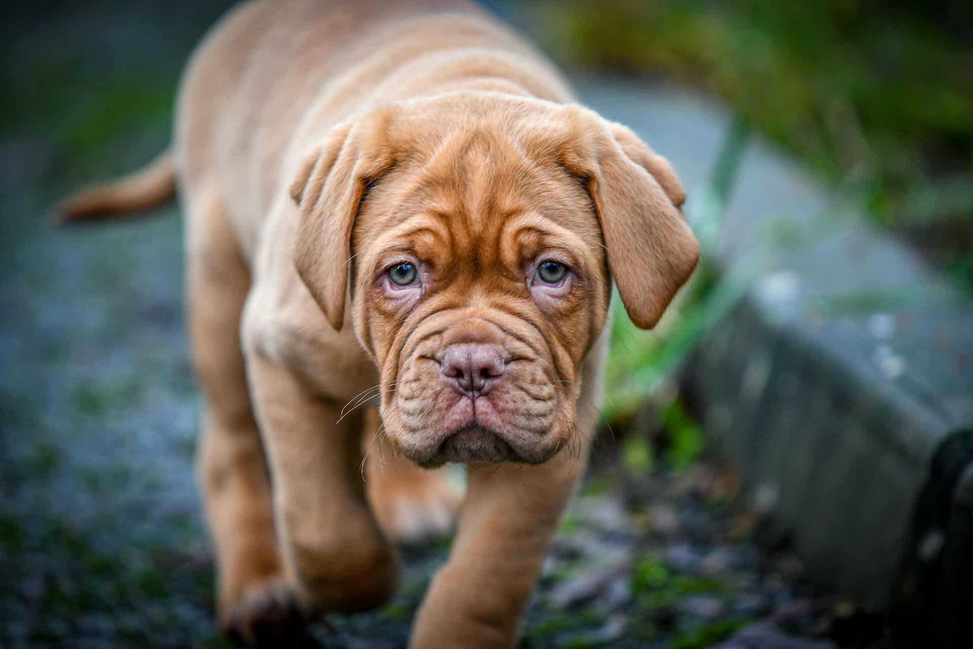 French Mastiff Walking
