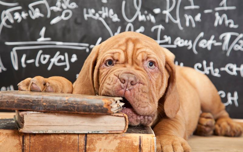 French Mastiff