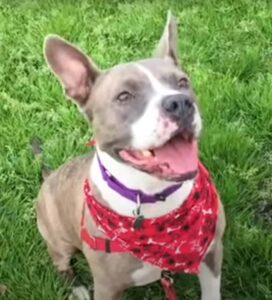 French Bulldog Pitbull Mix