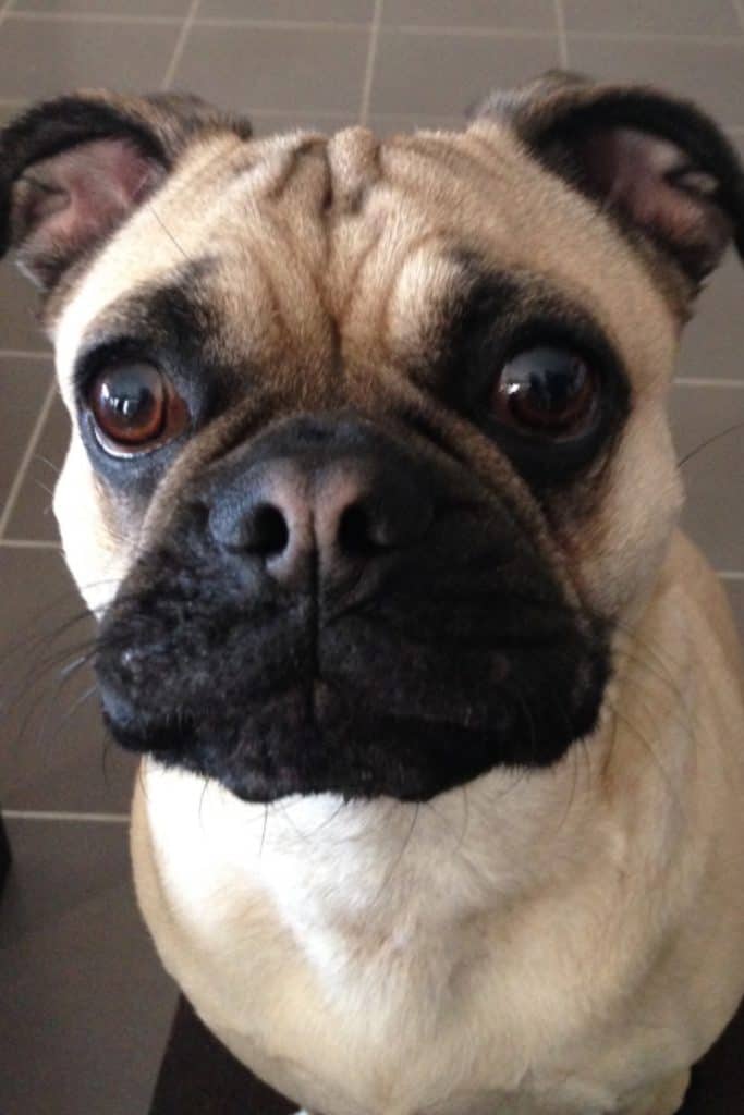 Frenchie Pug