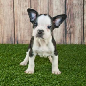 Frenchton Puppies For Sale