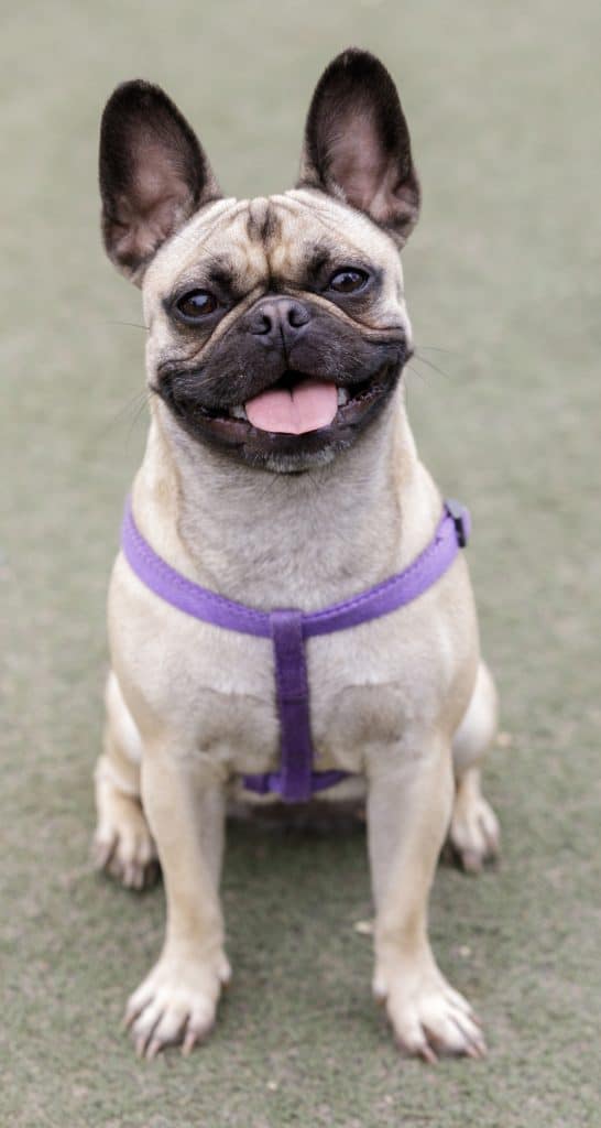 Frug