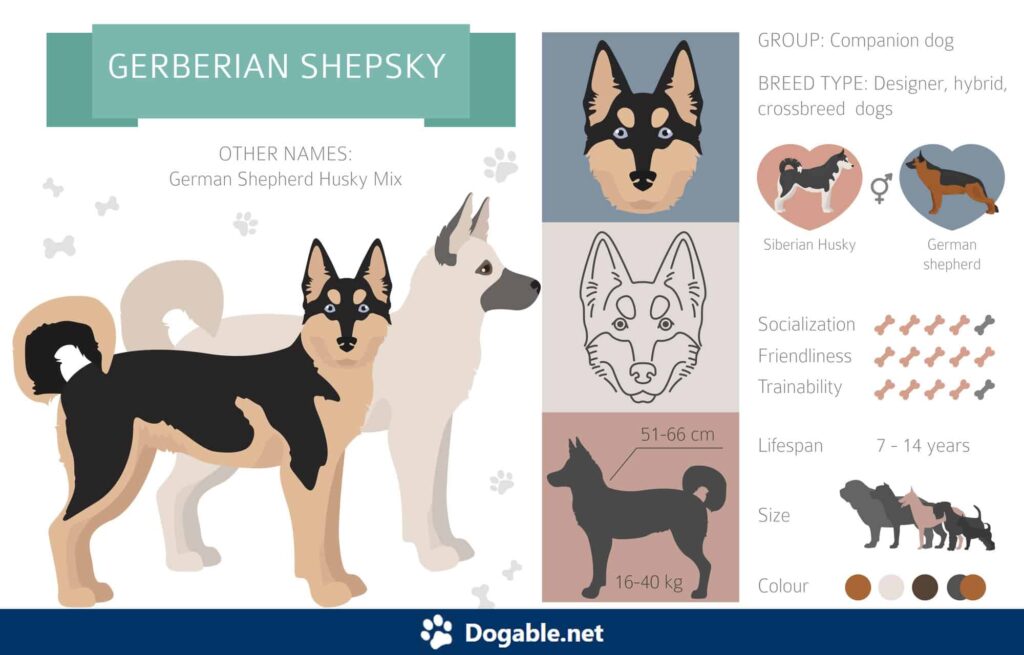 Gerberian Shepsky Infographic