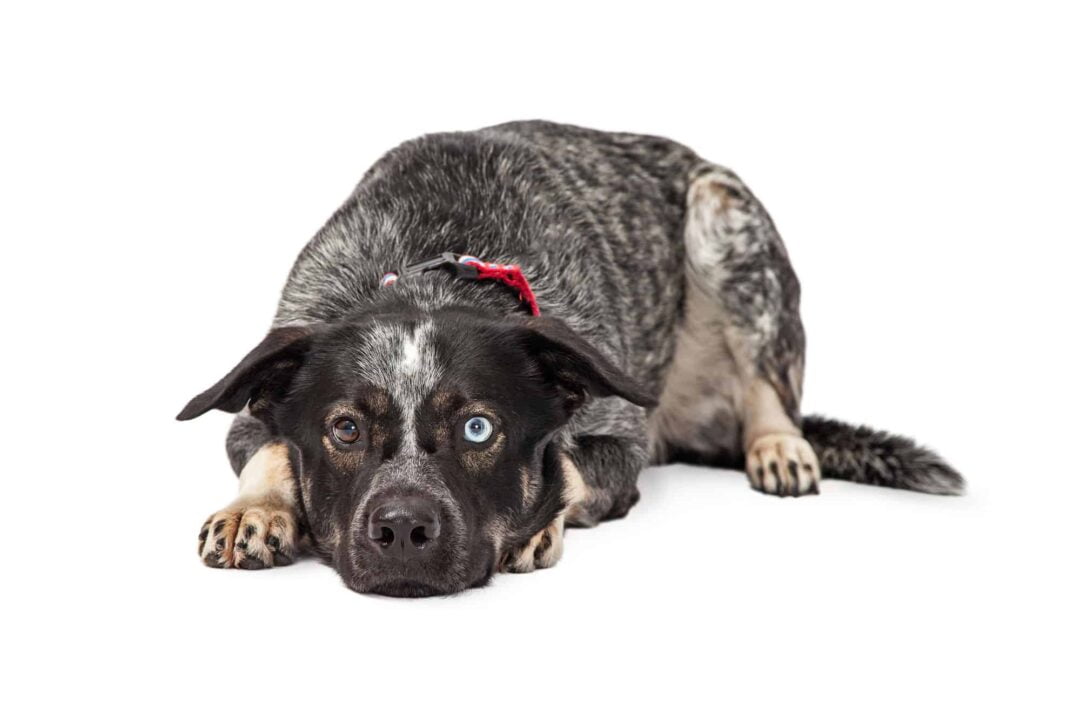 German Australian Shepherd