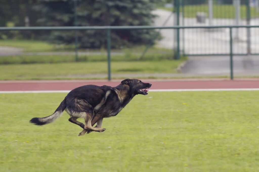 German Shepherd