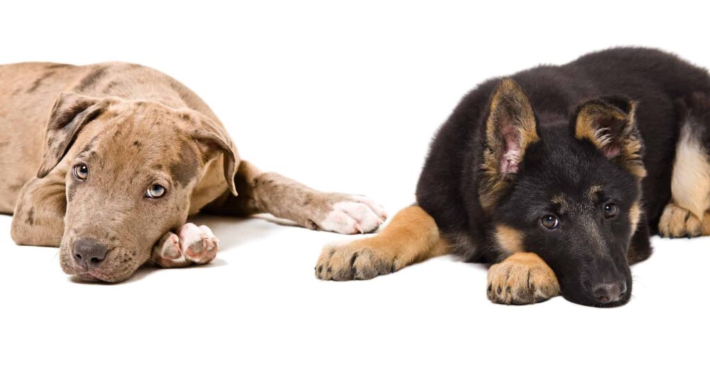 German Shepherd And Pitbull