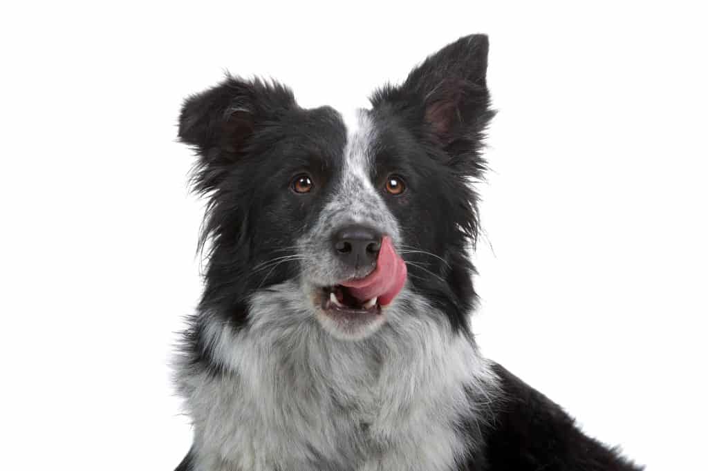 German Shepherd Border collie Mix