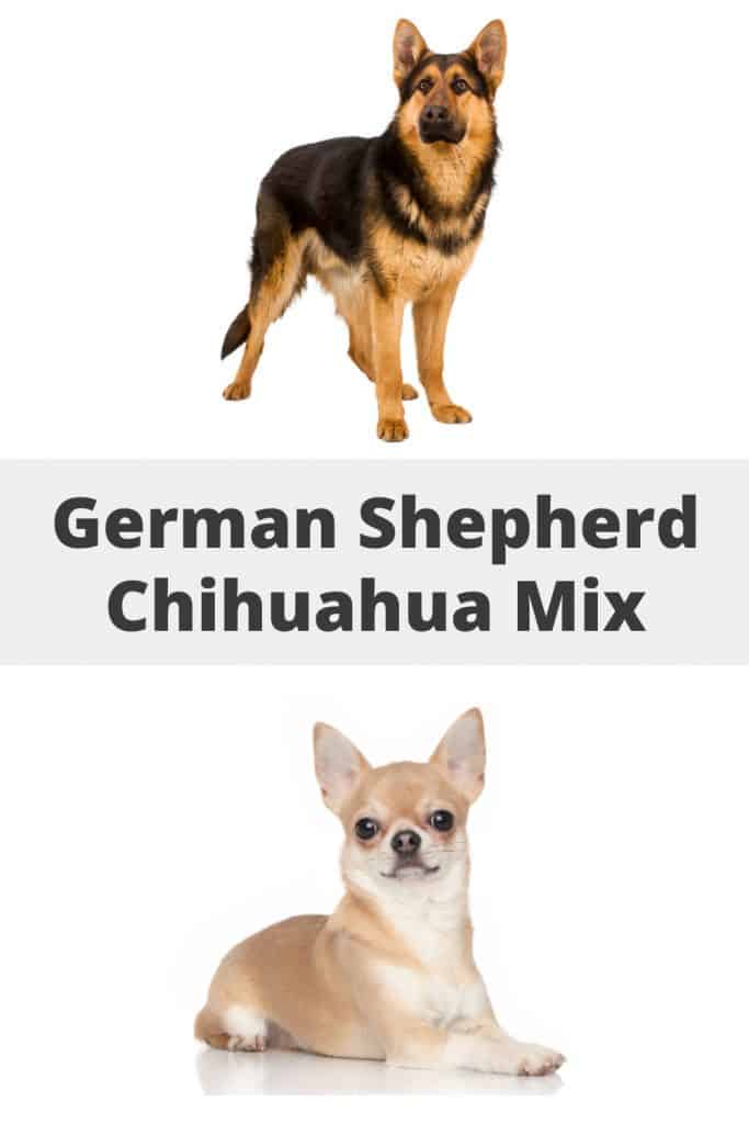German Shepherd Chihuahua Mix