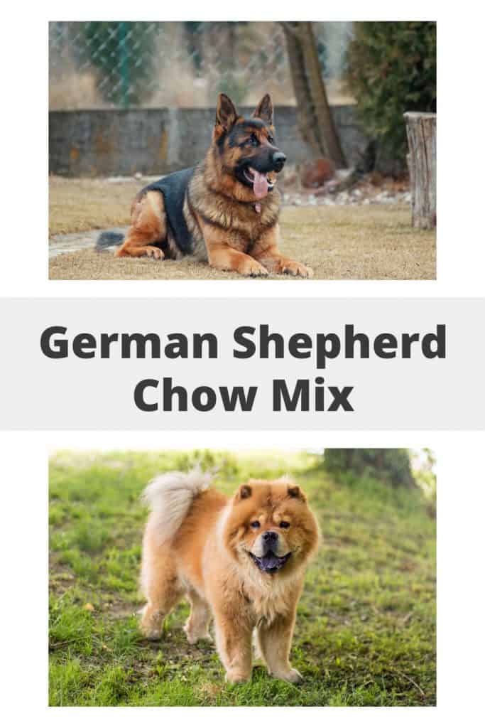 German Shepherd Chow Mix